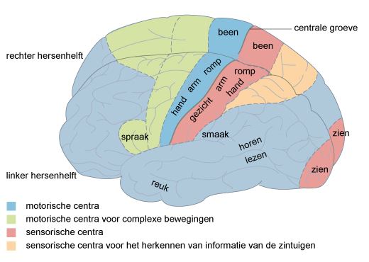homunculus hersenen